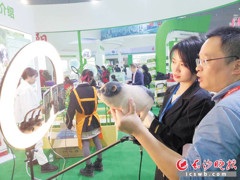 各種展會(huì)通過直播團(tuán)隊(duì)帶動(dòng)銷售,。圖為2020年農(nóng)博會(huì)上直播帶貨流沙河花豬,。長沙晚報(bào)全媒體記者 賀文兵 攝