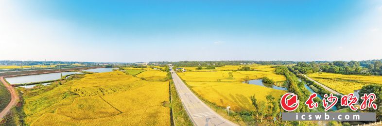 2020年,，長沙實現(xiàn)農(nóng)林牧漁業(yè)總產(chǎn)值722.2億元,，比上年增長4.1%，創(chuàng)近年最好水平,。長沙晚報全媒體記者 陳飛 攝