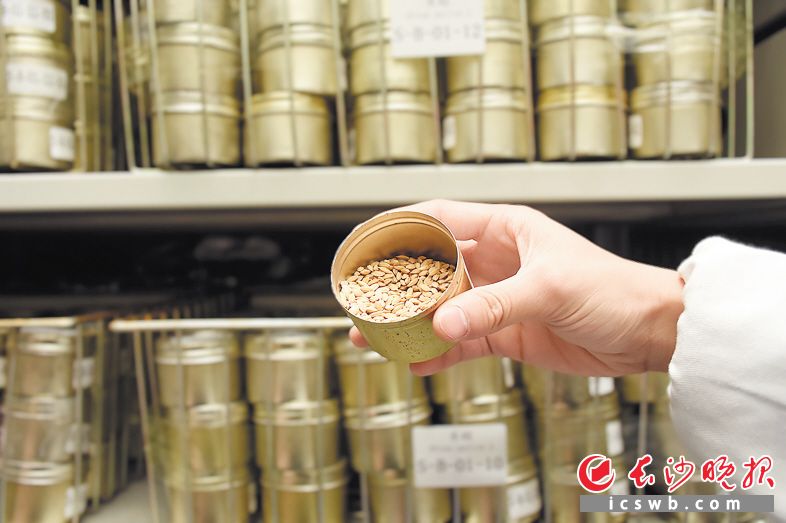一粒種子,，改變世界，乘創(chuàng)新之風(fēng),，“中國(guó)種業(yè)硅谷”正揚(yáng)帆遠(yuǎn)航,。 胡宣供圖