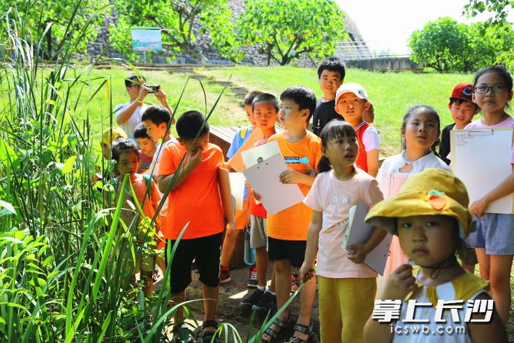 張力文（穿黑衣服者）在洋湖濕地公園參加自然筆記社會實踐活動,。均為受訪者供圖