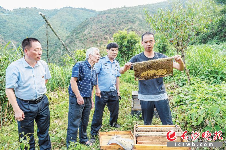 通過種植油茶,、養(yǎng)羊,、養(yǎng)蜂以及外出務(wù)工,，老曾一家終于在2018年摘下“貧困帽”。 均為長(zhǎng)沙晚報(bào)全媒體記者 陳飛 攝