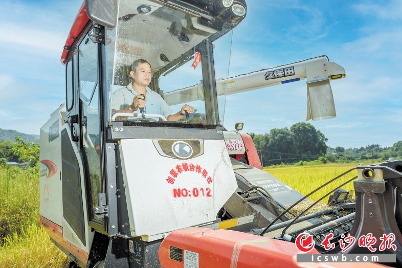 隨著流轉(zhuǎn)的860畝稻田全部進(jìn)入豐收時(shí)節(jié),，茶林種植專業(yè)合作社負(fù)責(zé)人譚新龍每天在田間工作10個(gè)小時(shí)以上。