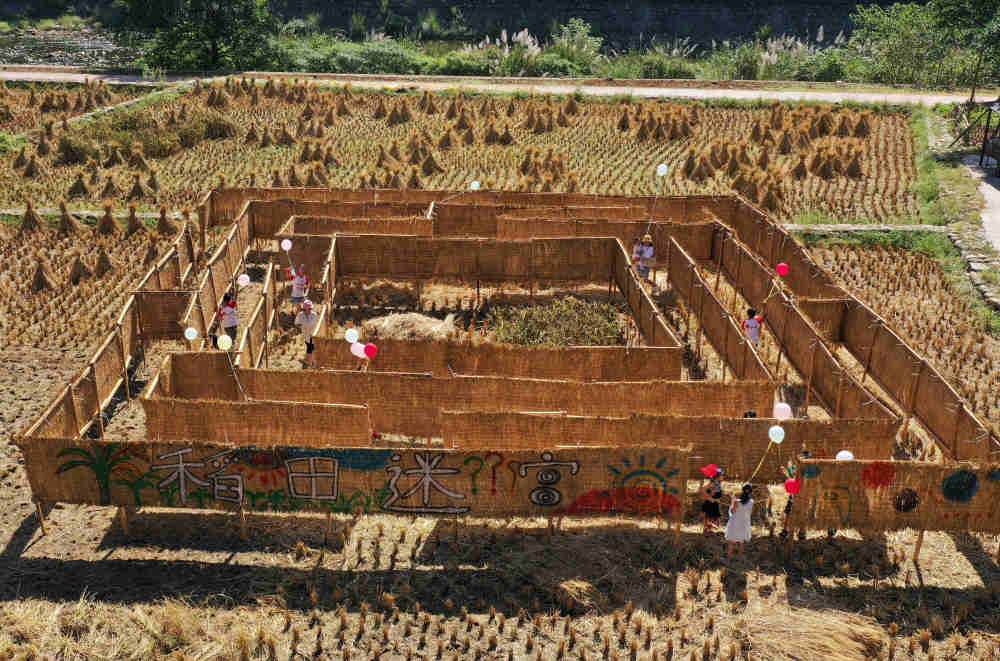 10月1日,，游人在張家界武陵源黃龍洞景區(qū)稻田迷宮中游玩（無人機(jī)照片）。吳勇兵 攝