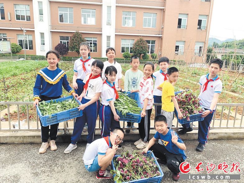勞動實(shí)踐讓越來越多的孩子在勞動中享受收獲的樂趣。長沙晚報全媒體記者 岳霞 攝