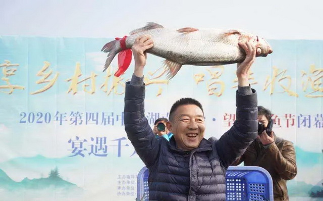 去年冬捕節(jié)頭魚(yú)以6.88萬(wàn)元競(jìng)得。