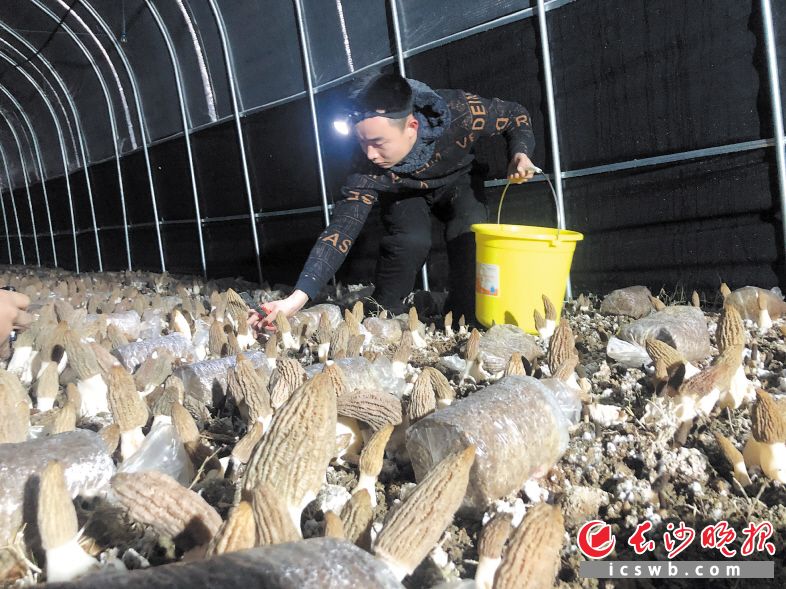 大棚里，工作人員正小心翼翼采摘羊肚菌,。長沙晚報全媒體記者 錢娟 攝
