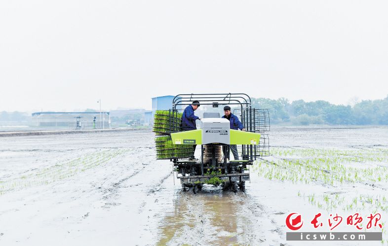 望城無人農(nóng)場減少用工70%以上,，工作效率提升30%以上,。長沙晚報(bào)全媒體記者 鄒麟 攝