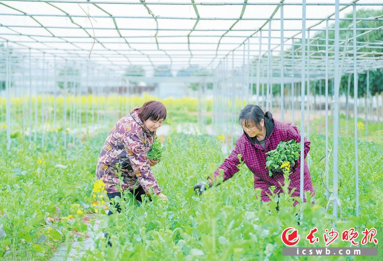 　長沙縣宇田蔬菜專業(yè)合作社，農(nóng)戶在采收有機(jī)油菜薹。長沙晚報(bào)全媒體記者 王志偉 攝
