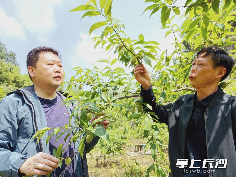 周來強(qiáng)（右）向前來取經(jīng)的村民介紹種植經(jīng)驗(yàn),。全媒體記者 賀文兵 攝