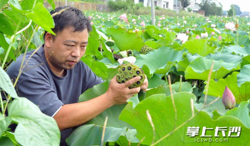 荷花種植大戶彭敏在蓮田中采摘蓮蓬。圖片均為長(zhǎng)沙晚報(bào)全媒體記者 賀文兵 攝