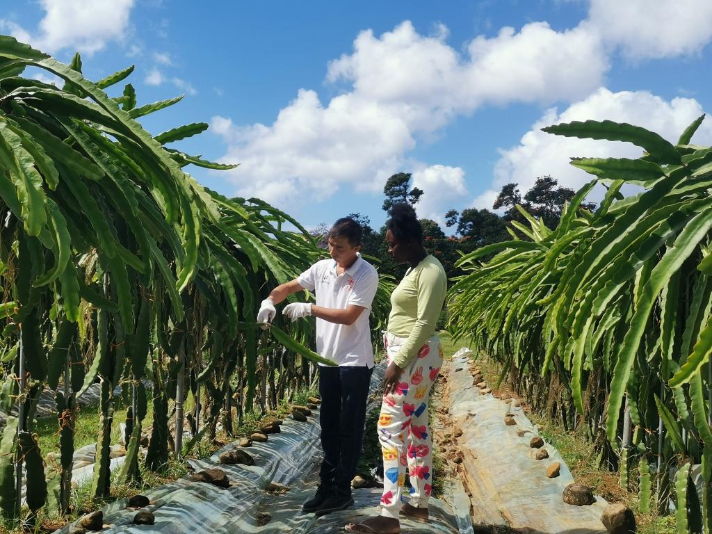1月21日，在中國-多米尼克現(xiàn)代農(nóng)業(yè)中心,，中國農(nóng)業(yè)專家鳳歡（左一）剪下火龍果枝條,，作為種苗送給當(dāng)?shù)剞r(nóng)戶。（圖片為受訪者提供）