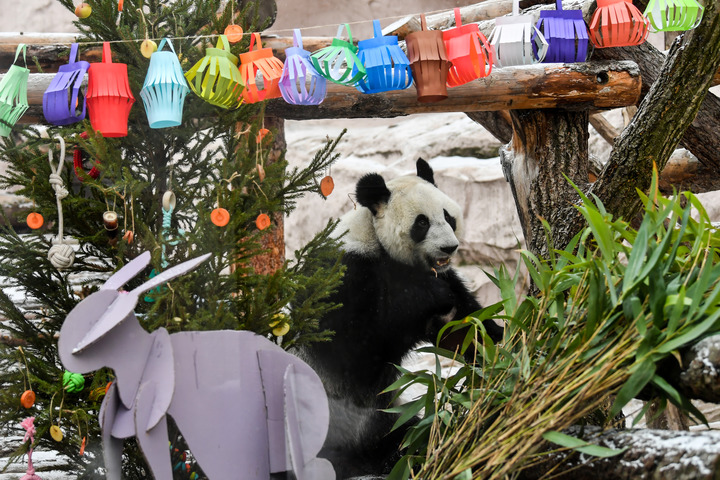 在俄羅斯莫斯科動物園，大熊貓“丁丁”在玩耍,。新華社記者曹陽攝