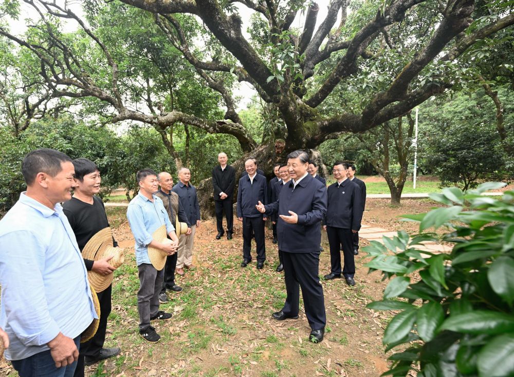 4月10日至13日,，中共中央總書記,、國家主席、中央軍委主席習(xí)近平在廣東考察,。這是11日下午,，習(xí)近平在茂名高州市根子鎮(zhèn)柏橋村荔枝種植園,，同現(xiàn)場技術(shù)人員親切交流。新華社記者 李學(xué)仁 攝