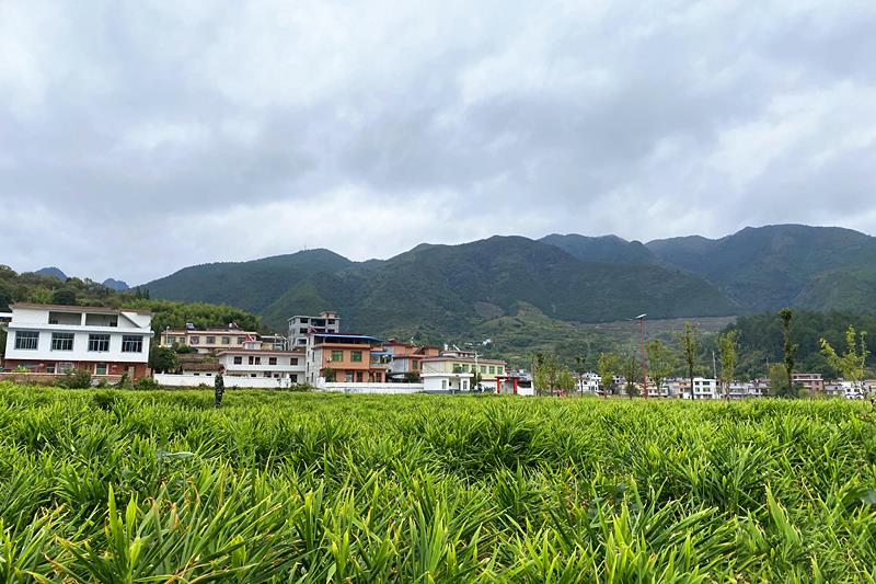 △湖南汝城縣小黃姜推廣示范基地