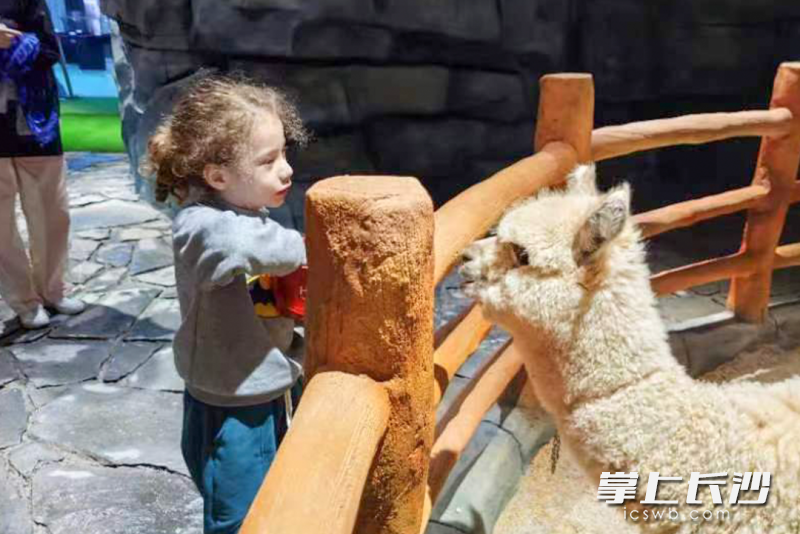 小朋友喂羊駝,。均為資料圖片