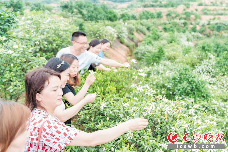 在喻家坳鄉(xiāng)梔子花種植基地，游客們正興致勃勃地采摘鮮花,。長沙晚報全媒體記者 陳飛 攝