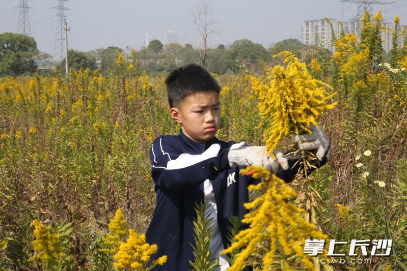 陳昊然開展環(huán)保志愿活動(dòng),。均為長(zhǎng)沙晚報(bào)通訊員 陳敏 供圖