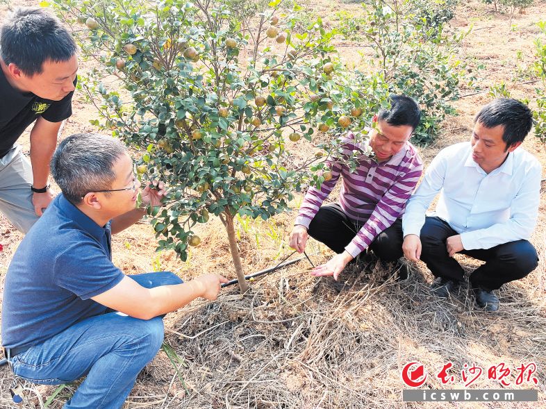 中南林業(yè)科技大學(xué)林學(xué)院副院長袁軍教授（前排左一）在瀏陽市好韻味油茶種植專業(yè)合作社基地查看油茶果生長情況,。長沙晚報(bào)通訊員 張宇 供圖