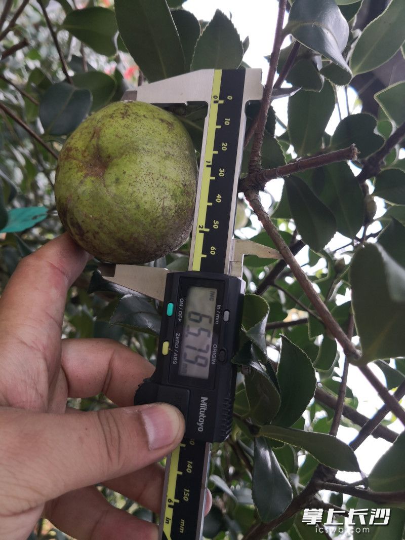 瀏陽市好韻味油茶種植專業(yè)合作社生產(chǎn)的油茶果大的5個就有一斤重,。