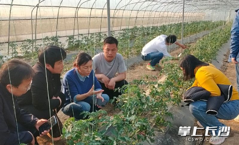 湖南省蔬菜研究所張戰(zhàn)泓研究員（左三）在長沙市望城區(qū)綠地生態(tài)農(nóng)莊有限公司基地進(jìn)行技術(shù)指導(dǎo),。均為受訪者供圖