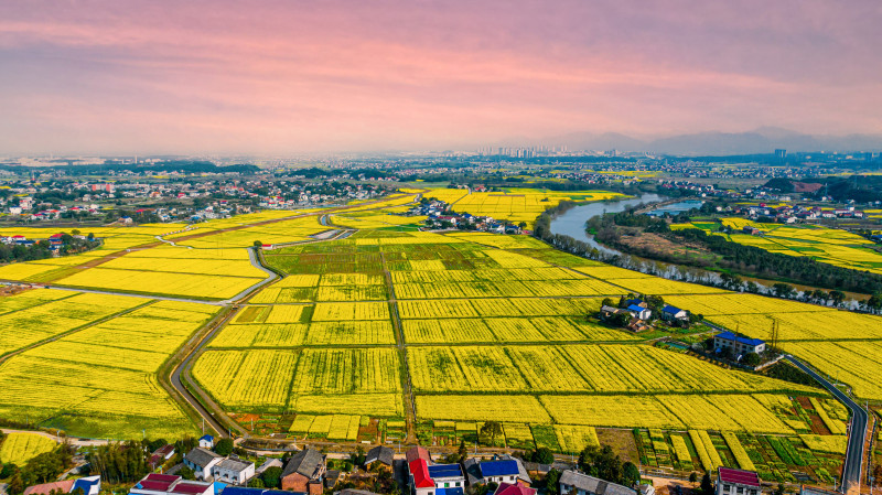 從高空俯瞰，連片花海滿目金黃,、美不勝收,。永安鎮(zhèn)政府供圖