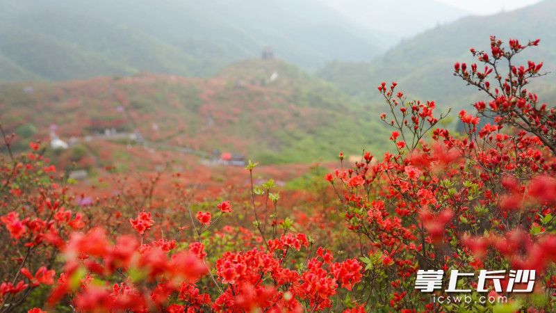 每年杜鵑花盛開的時(shí)節(jié)，大圍山漫山紅遍,。資料圖