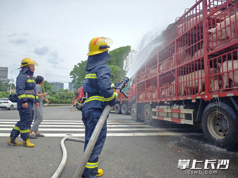 消防救援人員圍繞貨車全方位不斷進行噴水,，經(jīng)過長時間的持續(xù)降溫，車上的豬恢復(fù)了活力,。長沙晚報通訊員 顏志紅 供圖