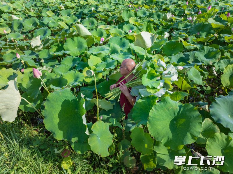 黃政亮在荷花基地采摘荷葉、蓮子,、蓮蓬及藕尖,。 均為 長沙晚報(bào)全媒體記者 王志偉 通訊員 石亮 攝